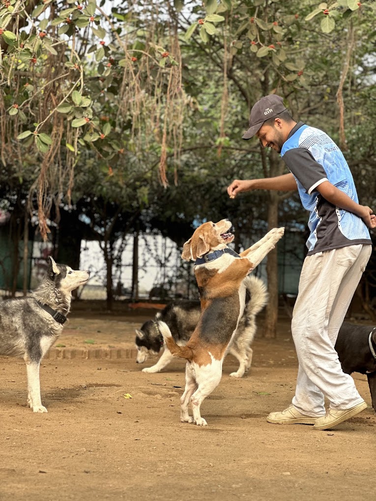 Sumit playing off-leash with an excited beagle and a husky on the sanctuary's dirt yard under the trees