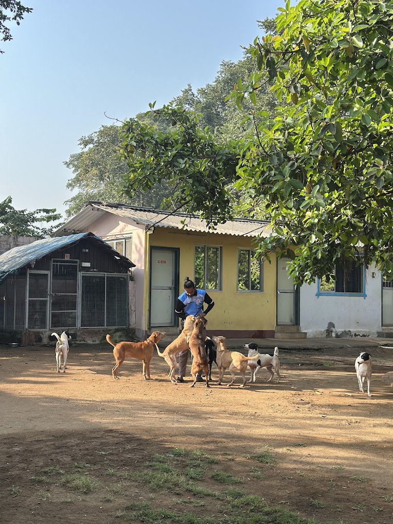 Calm, light-filled interior of the Swayambhu pet sanctuary